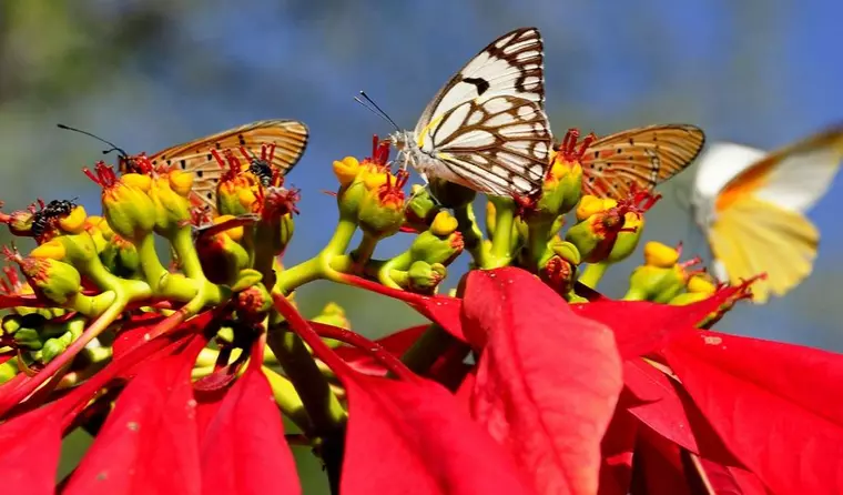 Schmetterling 