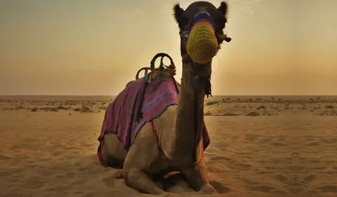 Dubai Reise - Ausflug auf einem Dromedar