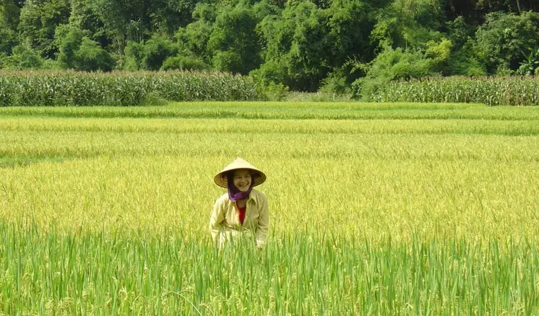 Vietnam Reise - Reisfeld