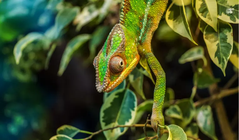 Madagaskar Reise - Chamäleon