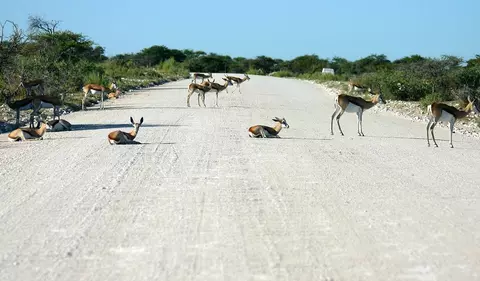 Afrika Reisen - Etosha Nationalpark Namibia, Springbock 