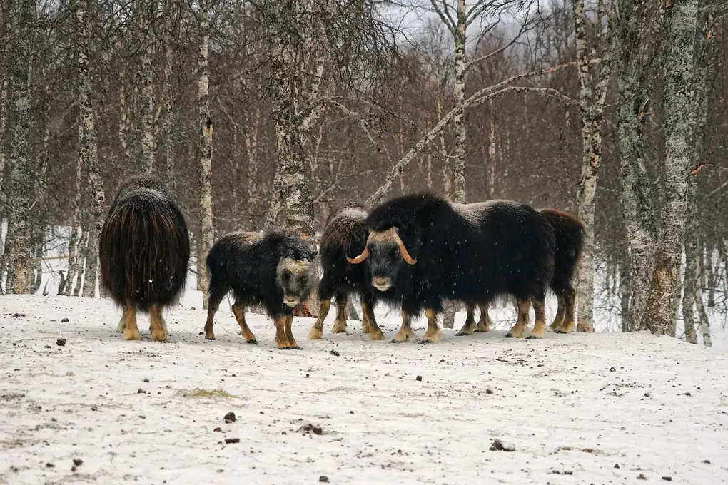 8 Tage Arktische Erlebnisse