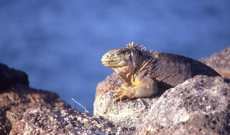 Equador_Galapagos 