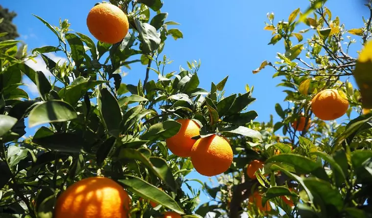 oranges-1117634_1920