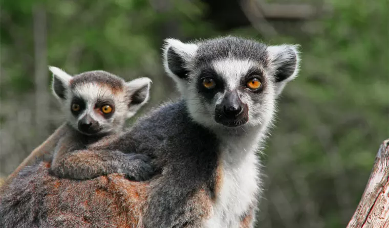 Madagaskar Reise - Lemuren 