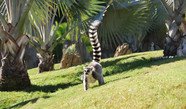 Madagaskar Reise - Ringelschwanz Maki 