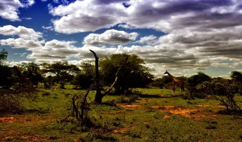 Rundreise Südafrika - Safari Giraffe