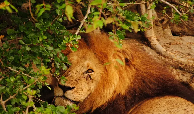 Afrika Reise Big Five - Loewe im Masai Mara Naturreservat, Kenia