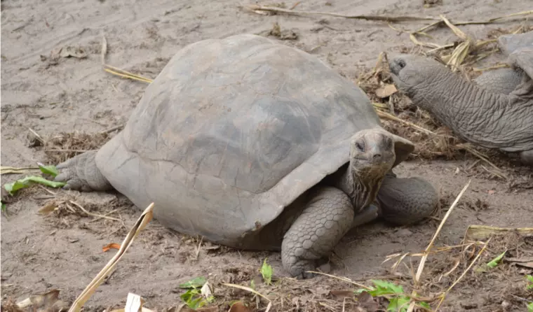 Aldabra Seychellen-Riesenschildkroeten