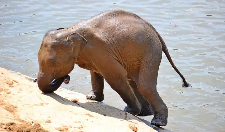 Sri Lanka Urlaub - Dambulla, Pinnawela, Elafanten Waisenhaus