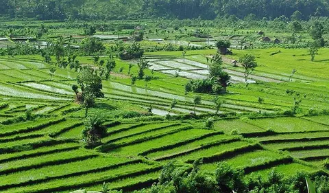 CGK03R_BaliRicefields