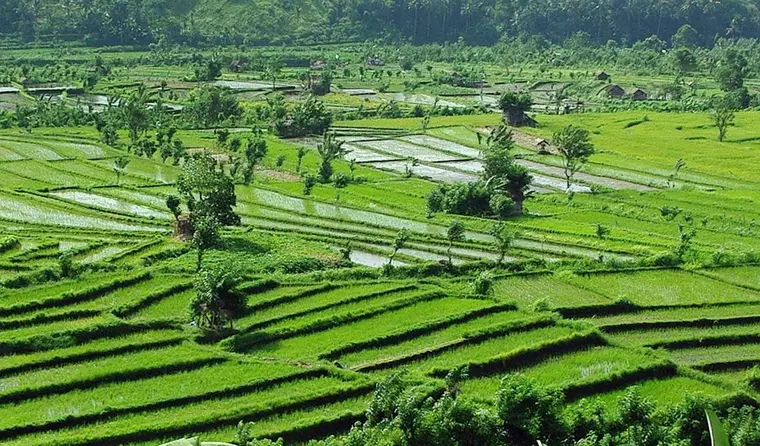 CGK03R_BaliRicefields