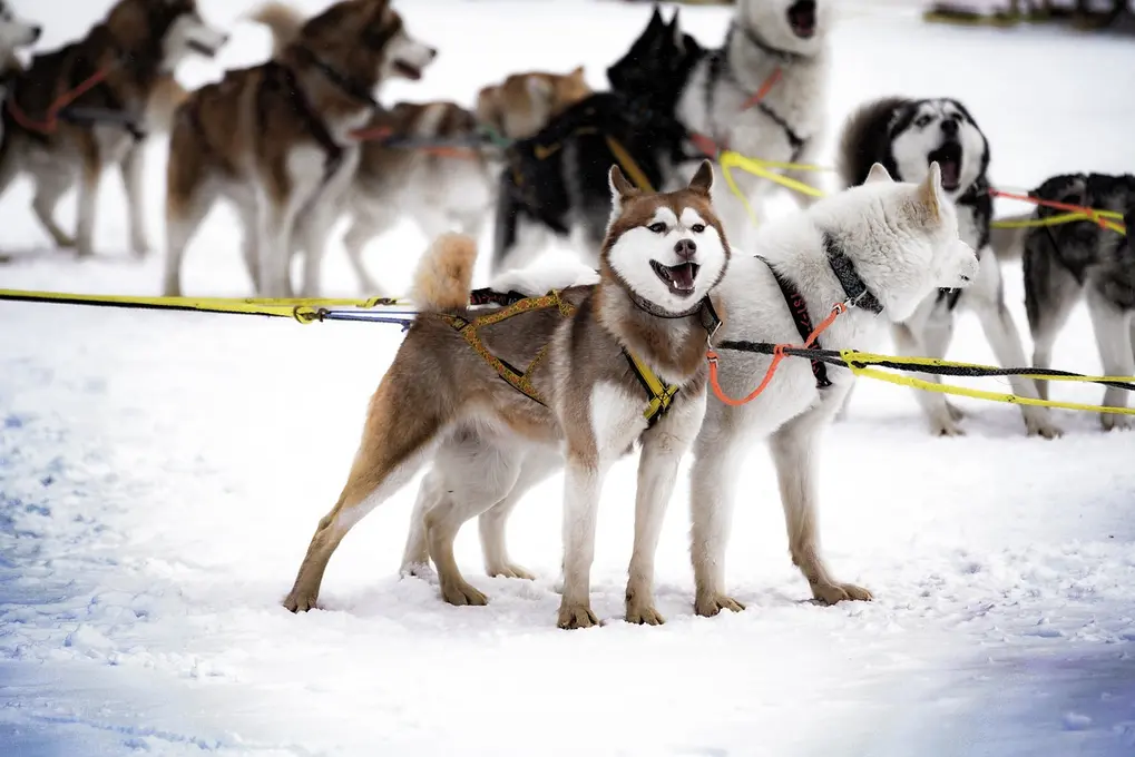 8 Tage Finnisches Winter Wunderland