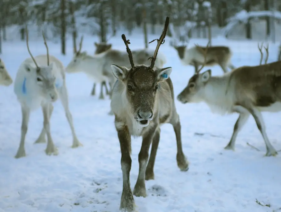 8 Tage Finnisches Winter Wunderland